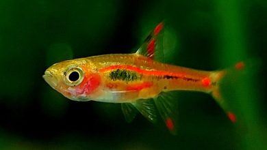 chili-rasbora:-a-jewel-of-the-nano-aquarium