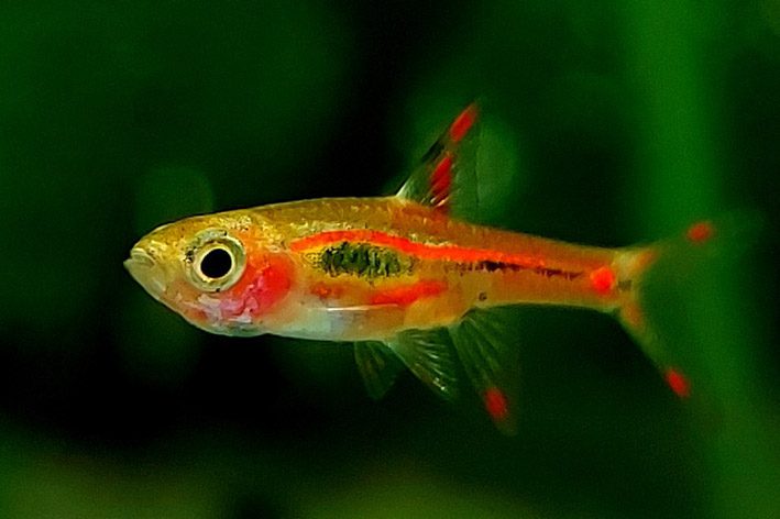 chili-rasbora:-a-jewel-of-the-nano-aquarium